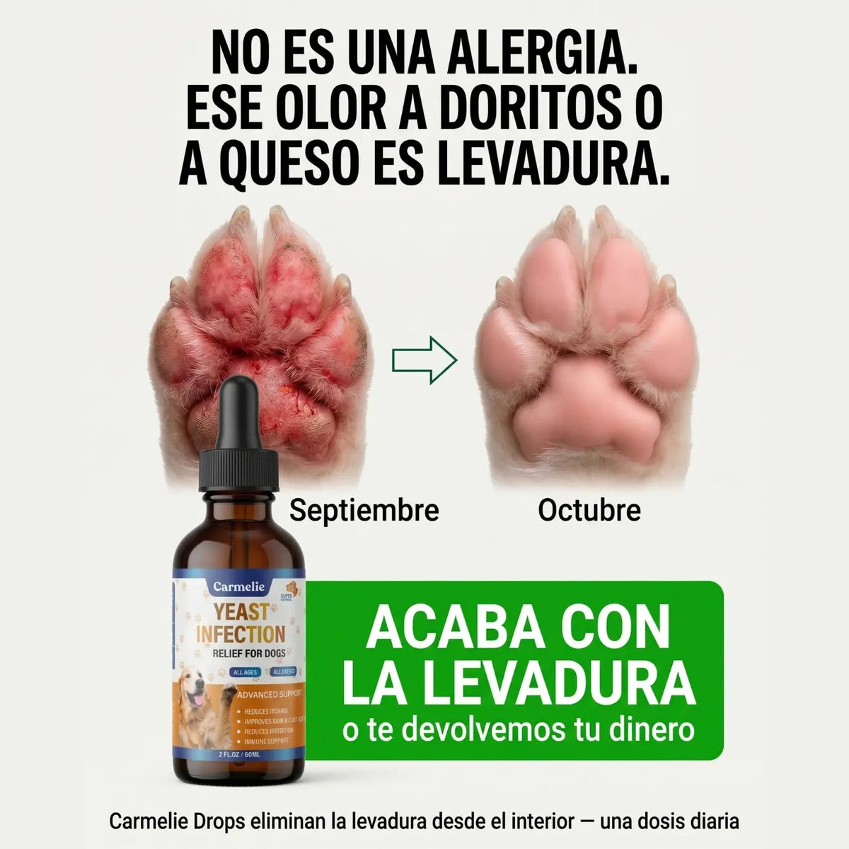 Carmelie - Evitale infecciones a tu Mascota